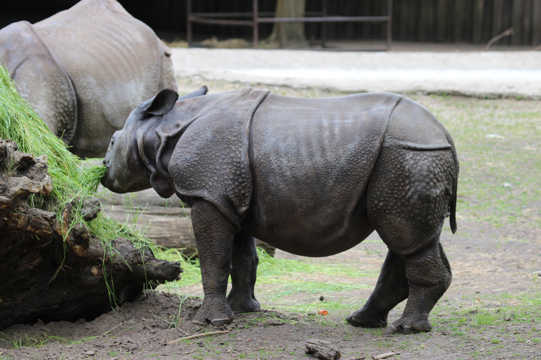 Dierenpark Planckendael